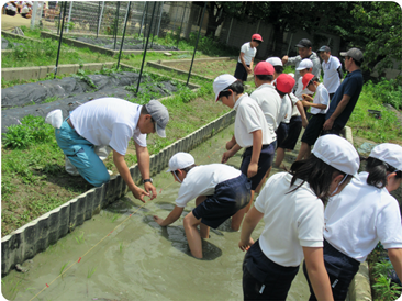 小学校教育の中での農業体験